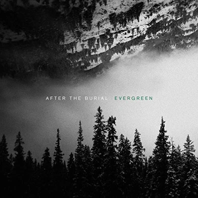 Imagen de Evergreen Vinilo