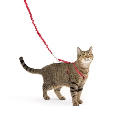 Imagen de PetSafe Come with Me Kitty arnés y Correa elástica, para Gatos, Mediano, Rojo/arándano, Modelo: CWMK M Red