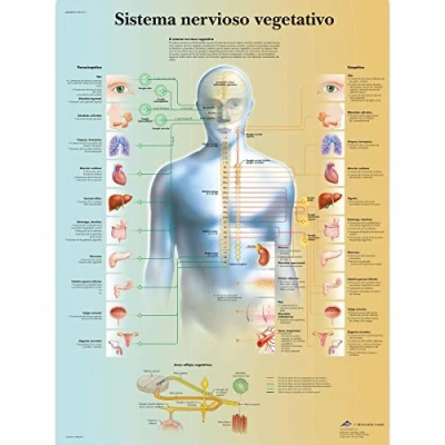 Imagen de 3B Scientific VR3610L Póster anatómico, Sistema Nervioso Vegetativo