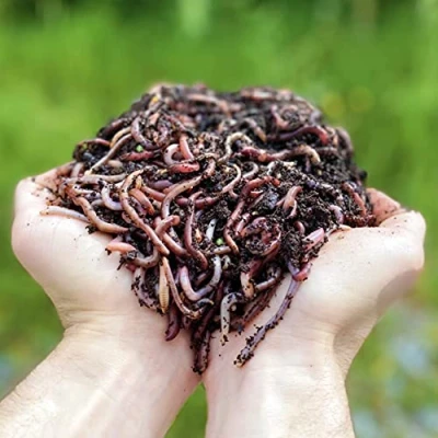 Imagen de WormBox Lombrices 500g (1,000 uds. Aprox.) Lombriz de Tierra vivas Eisenia, elabora Compost con Tus residuos orgánicos para vermicompostador/compostador/jardín