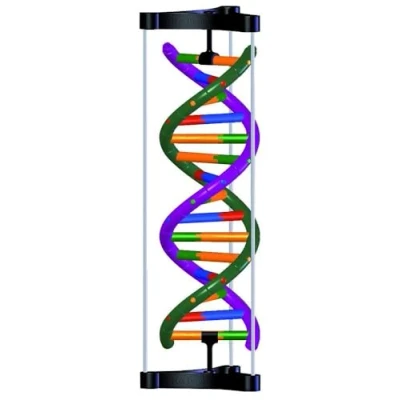 Imagen de 3B Scientific 1005300 DNA modelo de doble hélice, kit estudiante
