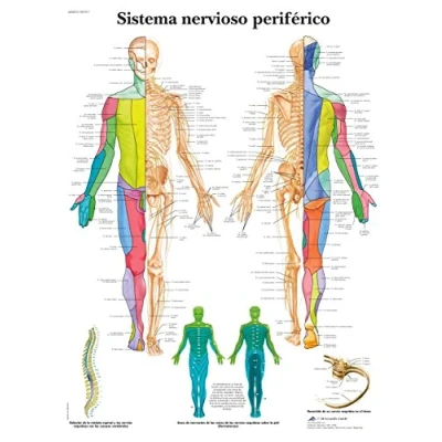 Imagen de 3B Scientific VR3621L Póster Explicativo sobre el Sistema Nervioso Periférico Humano