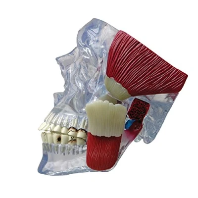 Imagen de GPI Anatomicals Modelo ATM