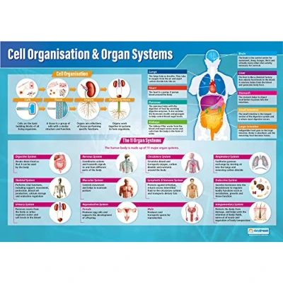 Imagen de Organización celular y sistemas de órganos Posters científicos Papel laminado brillante 850 mm x 594 (A1) Gráficas ciencias para el aula educativas por Daydream Education