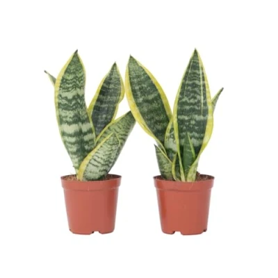 Imagen de Plant in a Box Sansevieria trifasciata &#039;Futura Superba&#039; Set de 2 Maceta 12cm Altura 35 40cm