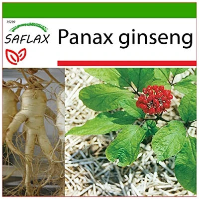 Imagen de SAFLAX 10 semillas Con sustrato estéril para cultivo Panax ginseng