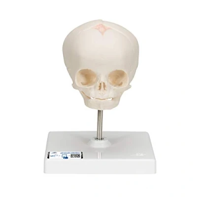 Imagen de 3B Scientific A26 Modelo de anatomía humana Cráneo Feto, Sobre Soporte + App gratuita Smart Anatomy