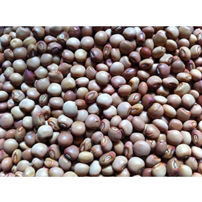 Imagen de 100 guisante de paloma, conocido como/semillas Gandules/Jamaica Gungo/Congo Peas HERENCIA