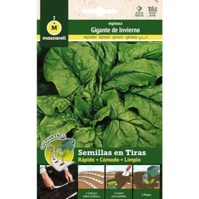 Imagen de Mascarell Semillas, ESPINACA GIGANTE INVIERNO, Cultiva Fácil, Crea tu Propio Huerto en Casa, Tira 5 Metros