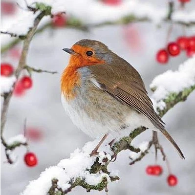 Imagen de Pack of 6 Robin &amp; Berries Charity Christmas Cards Supports Multiple Charities