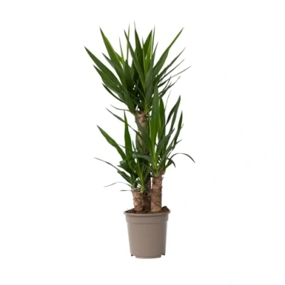 Imagen de Plant in a Box Yucca Elephantipes Planta de interior Maceta 21cm Altura 70 80cm