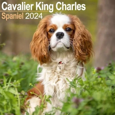 Imagen de Cavalier King Charles Calendar 2024 Square Dog Breed Wall 16 Month