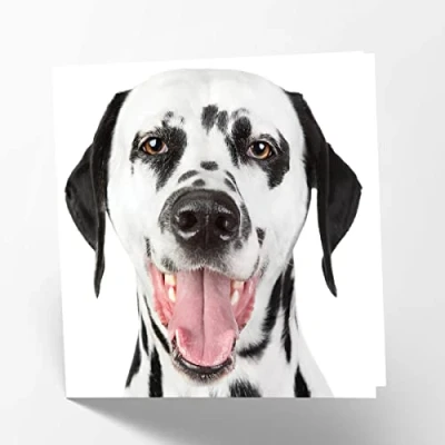 Imagen de Maturi Tarjeta de felicitación en blanco con imagen perro dálmata