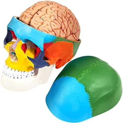 Imagen de VEVOR Modelo Anatómico de Cráneo con Cerebro Tamaño Natural 15x15x20 cm Humano 8 Partes Desmontables 1:1 para Estudiantes Medicina o Cursos Anatomía Humana