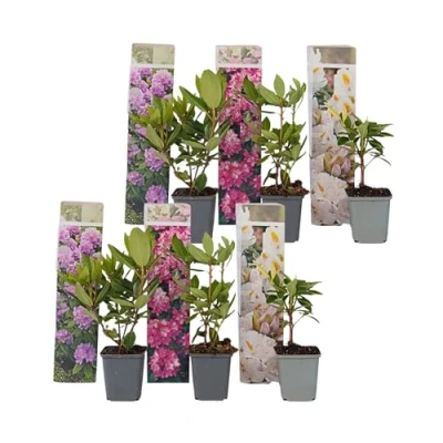 Imagen de Plant in a Box Hardy Rhododendron Mix 6 Rododendros Maceta 9cm Altura 25 40cm