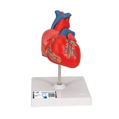 Imagen de 3B Scientific Modelo Anatómico Humano Clásico de Corazón Humano, 2 Piezas + App anatomía gratuita Smart Anatomy