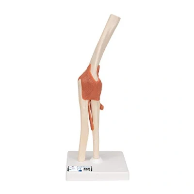 Imagen de 3B Scientific A83/1 Modelo de anatomía humana Funcional la Articulación del Codo Lujo + App gratuita Smart Anatomy