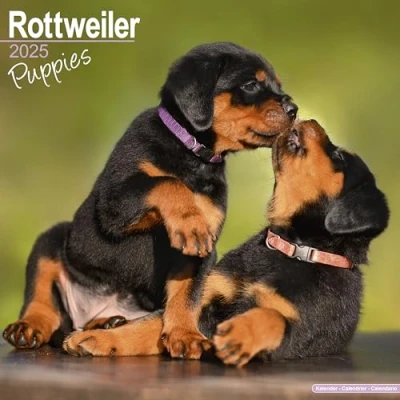 Imagen de Rottweiler Puppies Welpen 2025 16 Monatskalender: Original Avonside Kalender [Mehrsprachig] [Kalender]