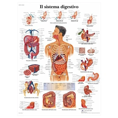 Imagen de 3B Scientific vr4422l el sistema digestivo, 1