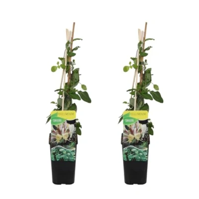 Imagen de Bloomique Juego de 2 Lonicera periclymenum Madreselva silvestre Amarillo Plantas trepadoras jardín Resistente Maceta 15 cm 70 80 alto
