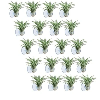Imagen de SameeHome 20 soportes para plantas de aire Tillandsia, soporte con ventosa colgar (plantas no incluidas)