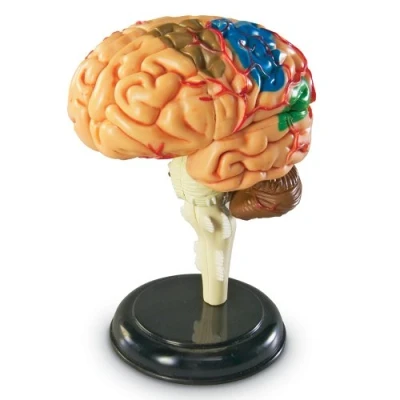 Imagen de Learning Resources (UK Direct Account LER3335 Anatomy for Kids, Human Body Brain, Educational Model, Ages 8+, Multicoloured