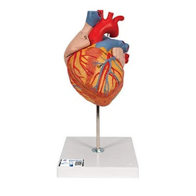 Imagen de 3B Scientific G12 Modelo Anatómico Humano de Corazón, 2 Veces su Tamaño Natural, 4 Piezas + App anatomía gratuita Smart Anatomy