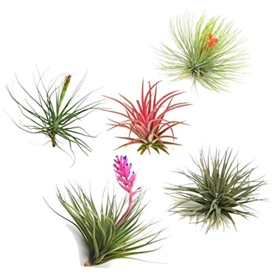 Imagen de Plant in a Box Mezcla de 5 plantas aire Tillandsia, interior altura 10 cm