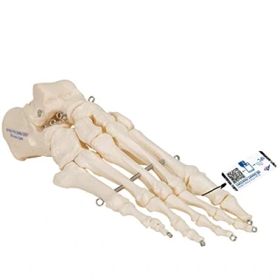 Imagen de 3B Scientific A30 Modelo de anatomía humana Esqueleto del Pie Articulado En Alambre + App gratuita Smart Anatomy