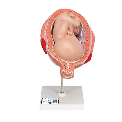 Imagen de 3B Scientific L10/8 Modelo de anatomía humana Feto del 7º Mes + App gratuita Smart Anatomy