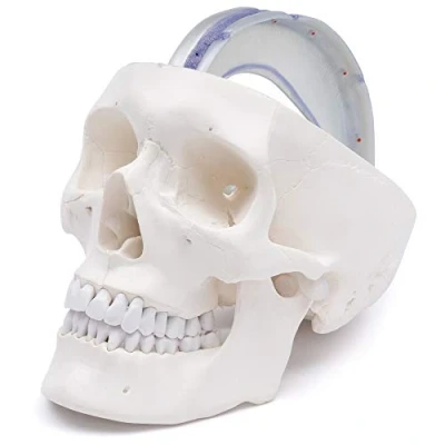 Imagen de Cranstein A 241 cráneo anatómico con duramadre Estudios y formación médica Modelo de anatomía del calavera