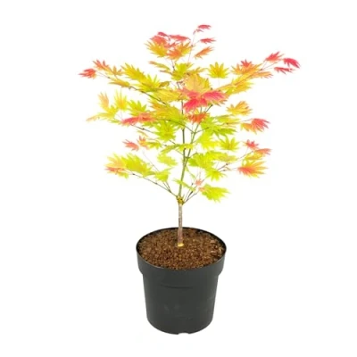 Imagen de Plant in a Box Acer palmatum &#039;Moonrise&#039; Arce japonés resistente al invierno Maceta 19cm Altura 40 50cm