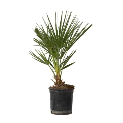 Imagen de Plant in a Box Chamaerops Humilis European Fan Palm Hardy Maceta 15cm Altura 50 60cm