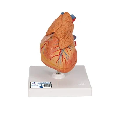 Imagen de 3B Scientific G08/1 Modelo Anatómico Humano de Corazón Clásico Con Timo, 3 Piezas + App anatomía gratuita Smart Anatomy