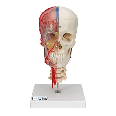 Imagen de 3B Scientific A283 Modelo de anatomía humana Bonelike Cráneo Didáctico Lujo, 7 Partes