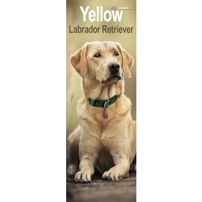 Imagen de Yellow Labrador Retriever Slim Calendar 2025 Dog Breed Slimline 12 Month: Original Avonside Kalender [Mehrsprachig] [Kalender]