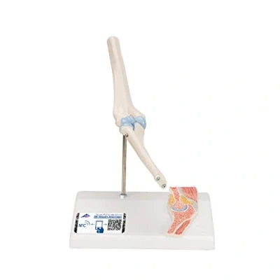 Imagen de 3B Scientific A87/1 Modelo de anatomía humana Mini articulación del Codo Con Corte Transversal + App gratuita Smart Anatomy