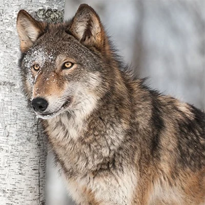 Imagen de Juego de 20 servilletas con diseño lobo sobre abedules/animales (33 x 33 cm)