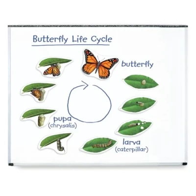Imagen de Learning Resources Ciclo de vida mariposa magnético gigante