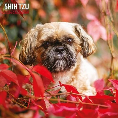 Imagen de Calendario tradicional 2024 Shih Tzu