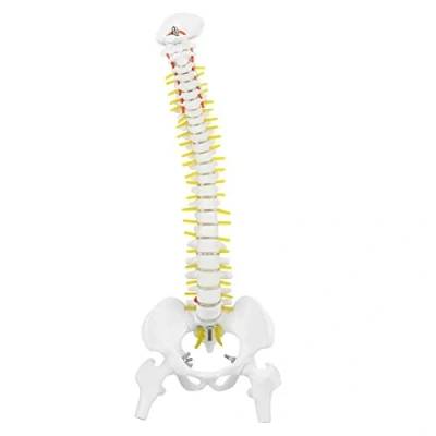 Imagen de Modelo de Columna Humana Model Pelvis ​Flexible Extraíble 45 cm para Enseñanza del Estudio Anatomía Esqueleto con 5 Rodillos