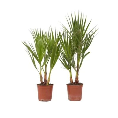 Imagen de Plant in a Box Washingtonia Robusta Set de 2 Palmera mexicana abanico Maceta 15cm Altura 50 60cm