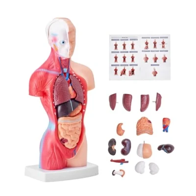 Imagen de VEVOR Modelo de Torso Humano 212,5x7,5x28 cm Anatómico Juego 15 piezas Enseñanza Médica PVC con Órganos Internos Aprendizaje Demostración Vívido y Realista