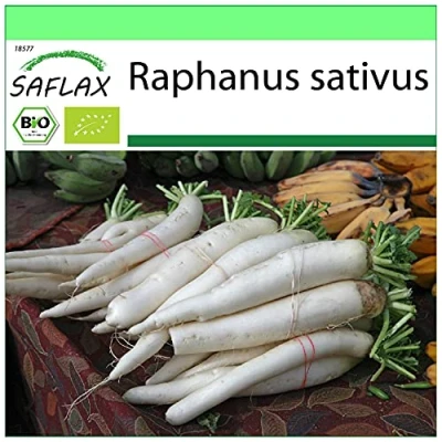 Imagen de SAFLAX Ecológico Rábano Daikon japonés 100 semillas Raphanus sativus