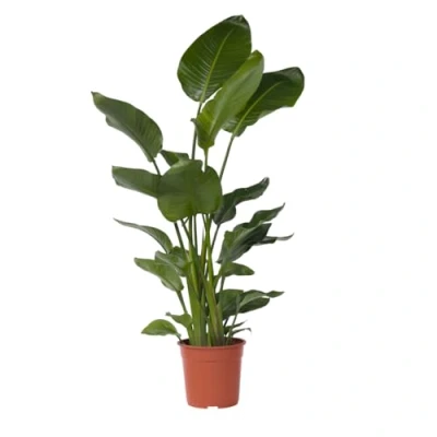 Imagen de Plant in a Box XXL Strelitzia Nicolai Planta grande de interior ave del paraíso Maceta 28cm Altura 150 170cm