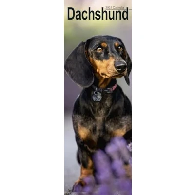 Imagen de Dachshund Slim Calendar 2025 Dog Breed Slimline 12 Month