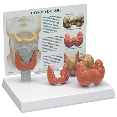Imagen de GPI Anatomicals Modelo de tiroides