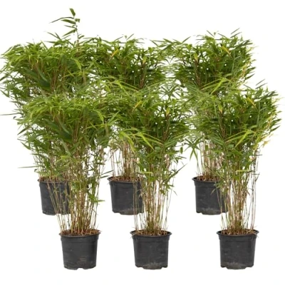 Imagen de Plant in a Box Fargesia nitida &#039;Gansu&#039; Bambú que no crece Set de 6 Maceta 17cm Altura 50 70cm