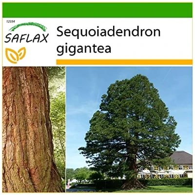 Imagen de SAFLAX Árbol mamut 50 semillas Con sustrato estéril para cultivo Sequoiadendron gigantea