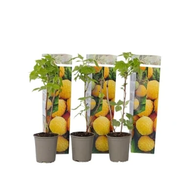 Imagen de Plant in a Box Rubus idaeus &#039;Fallgold&#039; Amarillo Set de 3 Maceta 9cm Altura 25 40cm